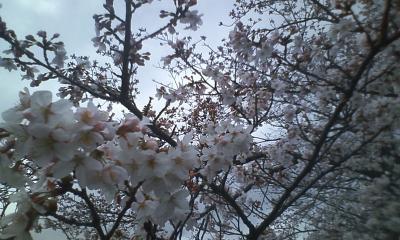 三田の桜