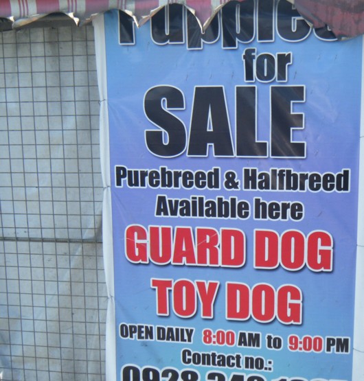 Puppies for sale sign