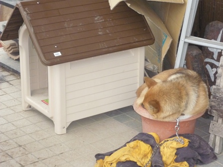 植木鉢の犬