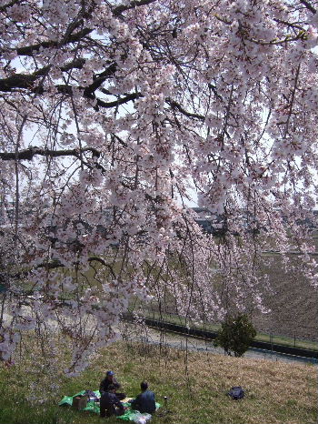桜４