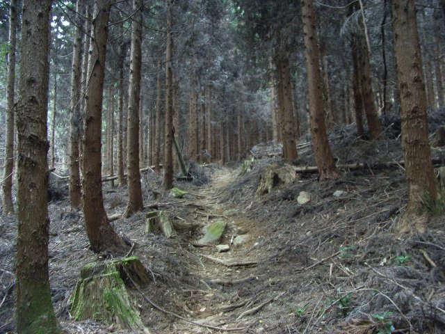 檜の植林