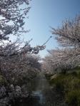 今井落の桜並木。