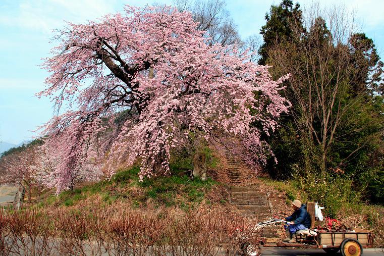 村の桜