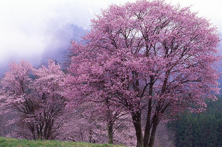 西蔵王の桜