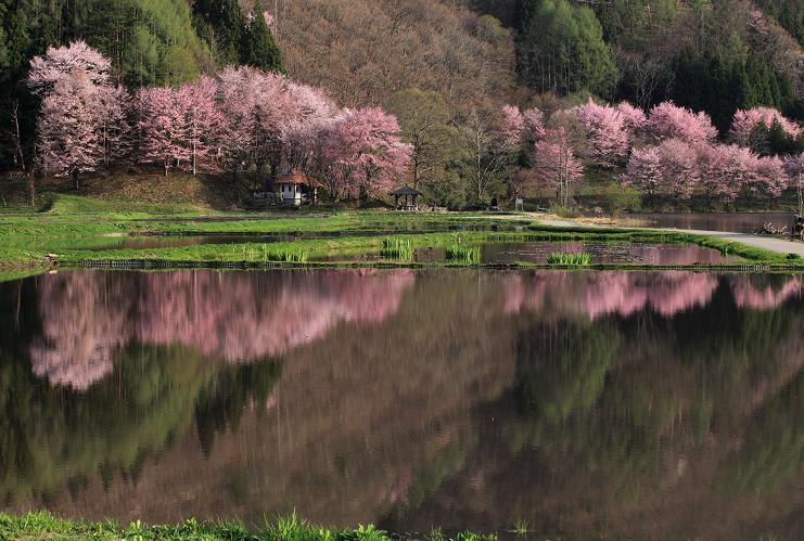 水田の桜