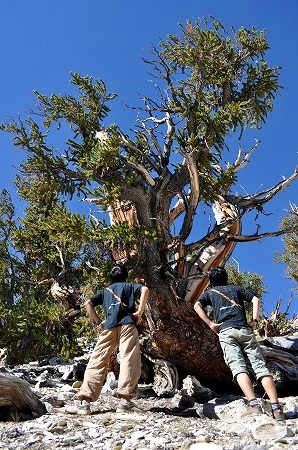 bristlecone pine (11)