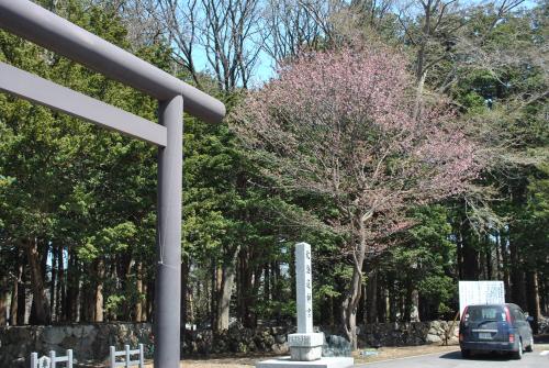 北海道神宮　第三鳥居の桜