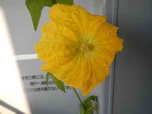 へちまの花 (1)