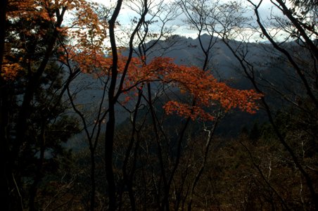 登山道の紅葉