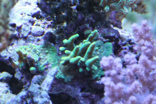 100429蛍光サンゴ