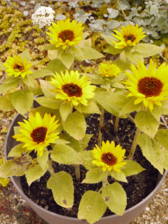 sunflower02.jpg