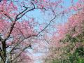 八重岳の桜2011_03