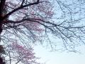 八重岳の桜2011_06