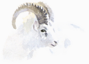 SHEEP illustration