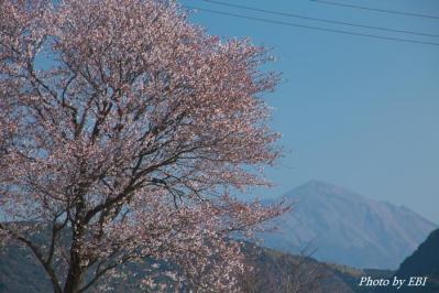 山桜と高千穂の峰
