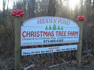 Christmas Tree Farm 1