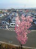 駐車場の桜20130323 (2)