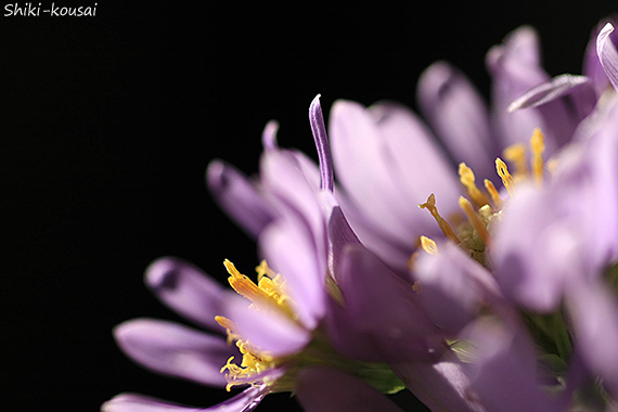 紫苑・シベ
