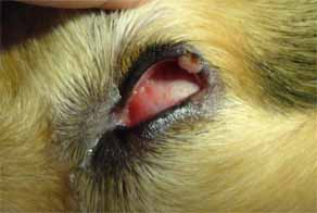 犬のマイボーム腺腫1