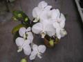 P5230023_phalaenopsis.jpg