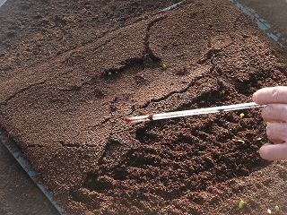 西瓜の苗の発芽を助ける（種まきの５日後）