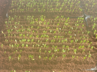 発芽した西瓜（種まきの６日後）