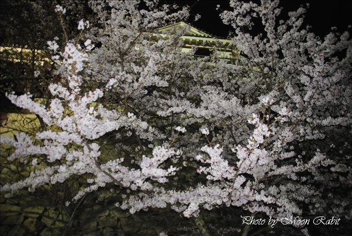 松山城・松山城山公園の夜桜・お花見・ライトアップ4 松山市の桜 <b>愛媛</b> <b>...</b>