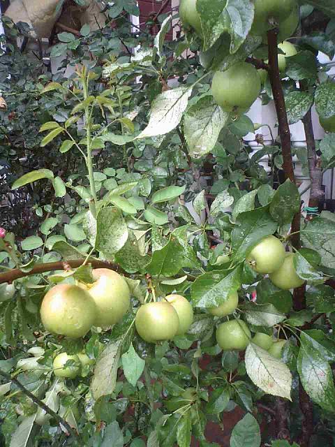 ヒメリンゴ２０１１８