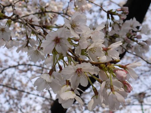 鶴舞の桜3.28