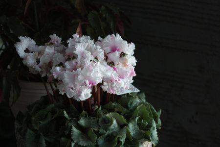 T’s Garden Healing Flowers‐ハイビスカス・ロバツス