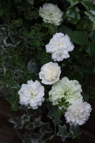 T’s Garden Healing Flowers‐ミニバラ・グリーンアイスの寄せ植え