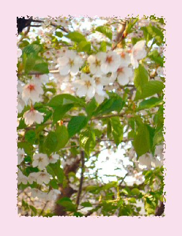 桜５月１８日
